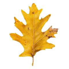 Poster - The image features a beautifully detailed golden oak leaf with visible veining, perfectly suited for autumn-themed artistic endeavors and decorative items, isolated against a transparent png