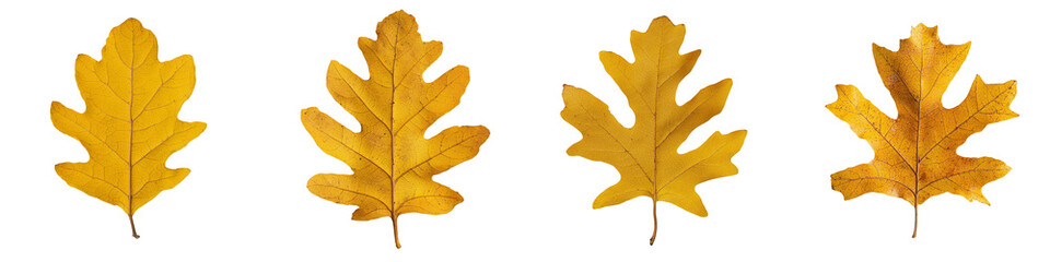 Poster - A golden oak leaf with intricate patterns and rich autumn hues, detailed with visible veins, is isolated on a transparent background in a png file