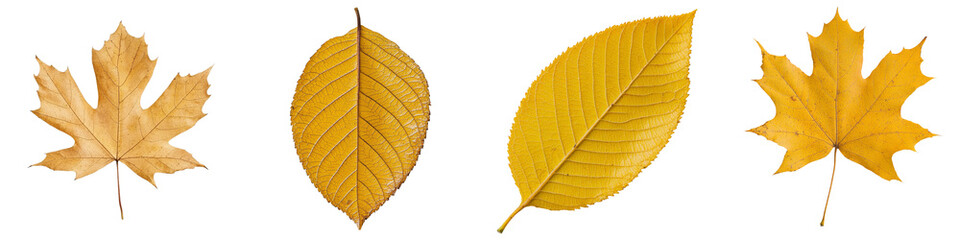Poster - The Golden Leaf With Veins, with its sleek oval shape, is isolated on a transparent background and features vibrant autumn colors in png format