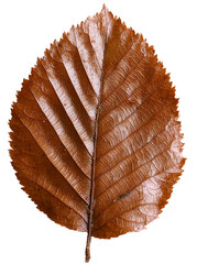 Poster - The image depicts a dry leaf with complex veins and autumnal colors, set against a transparent background as a png