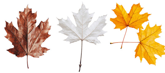 Poster - Autumnal colors and intricate veins are visible in the detailed texture of a dry Maple Leaf, which is isolated on a transparent background as a png