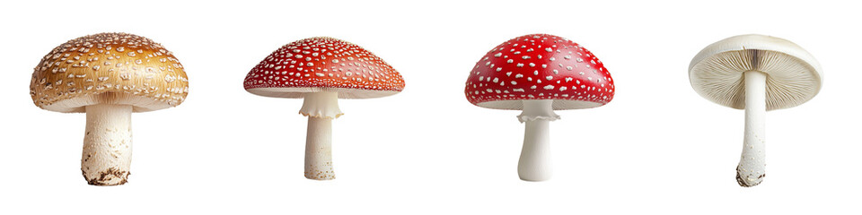 Poster - With its smooth cap and firm stem, the white mushroom is well-suited for inclusion in gourmet meals and health-conscious cooking, presented in isolation on a transparent background as a png image