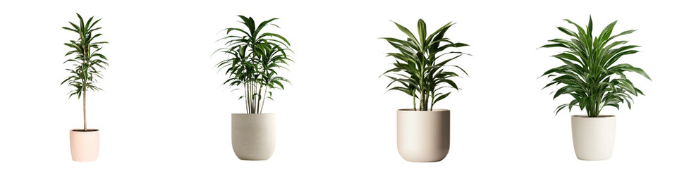 Poster - A small Dracaena plant, characterized by its glossy green leaves, is placed in a modern ceramic pot, making it a great option for decorating compact spaces in homes or offices and injecting natural