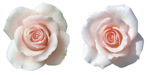 Aufkleber - A delicate pink rose with detailed petals, green leaves, and a slender stem is showcased, highlighting the soft texture and natural curves of the petals, against a transparent background in png