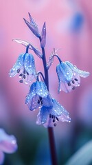 Poster - A cluster of delicate blue flowers stands out against a softly blurred pastel background. Morning dew glistens on the petals, capturing the beauty of nature in serene tranquility