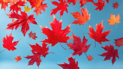 Poster - Colorful autumn leaves gracefully floating in the air against a blue backdrop. Zero gravity or levitation autumn concept.