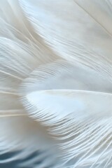Poster - Delicate white feather macro showing soft texture and intricate barbs detail against light background, creating ethereal natural pattern for wellness designs.
