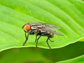 housefly on a leaf