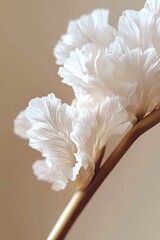 Poster - Delicate white ruffled petals on golden stem against soft beige background create elegant minimalist composition for wedding and romantic designs.