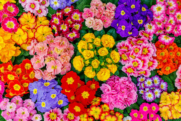 Poster - Garden Primula Flower Vivid flowerscape 