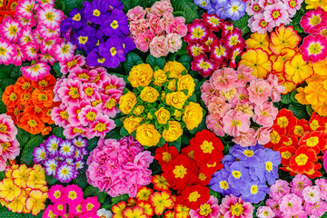 Poster - Primrose Primula Vulgaris blossoms. Vivid flowerscape flat lay. 