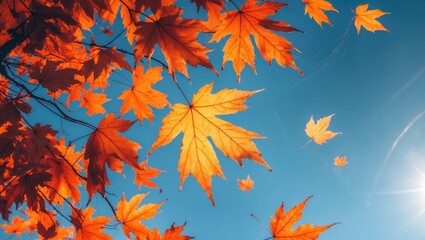 Poster - Autumn foliage of maple trees. Natural backdrop. Leaves falling background.