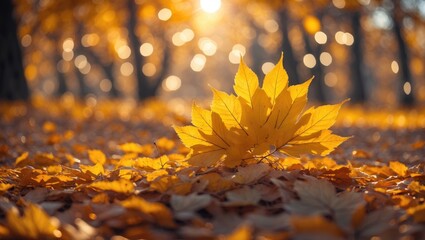 Poster - Autumn leaves illuminated by the sun. Blurred backdrop.