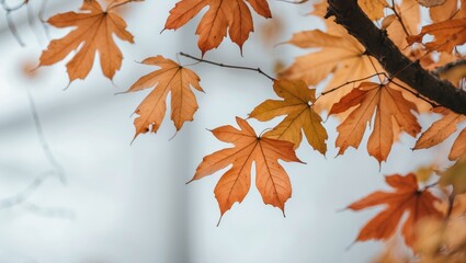 Poster - Autumnal scene with soft focus, anime-style emphasis, autumn oak leaves.