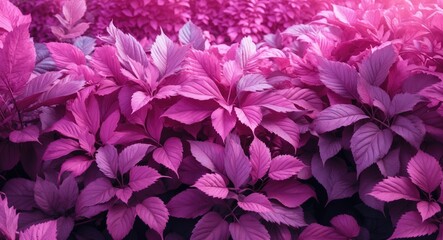 Leinwandbilder - A dense cluster of leaves featuring shades of pink and purple, producing a vibrant and surreal visual effect. The alteration in color renders it intriguing and visually striking.