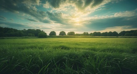 Aufkleber - Background of a summer landscape featuring a green grass field and a stunning sky.