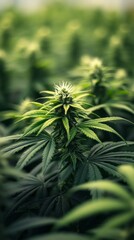 Poster - In a calming garden, cannabis plants flourish under gentle sunlight. Their vibrant green leaves create a lush backdrop, while the developing buds hint at a bountiful harvest. Nature hums with life