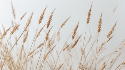 Naklejka na meble Dry grass design on a white background, close-up with selective focus.