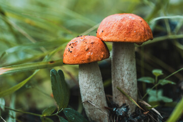 Wall Mural - Two mushrooms are sitting on the ground in a grassy area