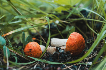 Wall Mural - Two mushrooms are sitting on the ground in a grassy area