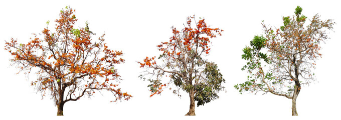 Poster - collection tree with orange blooming flower PNG transparent background you can move by drag and drop in main project 