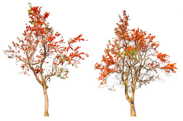 Poster - collection tree with orange blooming flower PNG transparent background you can move by drag and drop in main project 