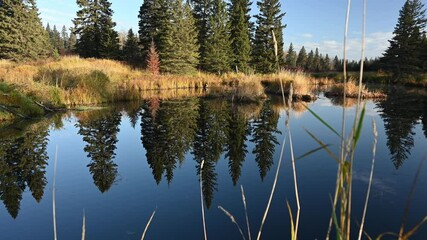 Wall Mural - Calm northern pond reflecting evergreen forest and grass in foreground slowly moving
