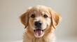 © DEER FLUFFY - Adorable golden retriever puppy with happy expression