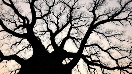  Majestic Tree Silhouette Against Pale Dawn Sky - Wide Shot with Detailed Textured Bark