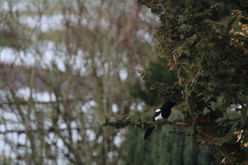 smart eurasian magpie (pica pica) sitting on a tree branch with beautiful green natural background