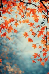 Wall Mural - Radiant orange maple leaves against a serene sky creating a captivating autumn vista with a dreamy and tranquil atmosphere