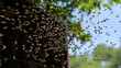 © Hector - Swarm of Flies Buzzing Over Garbage Dump in Daylight