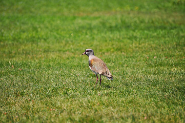 tero on wide grass of the park, also called queltehue