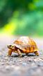 © NANDACHOIRUR - Small tortoise traverses a textured path, with greenery blurred in the background