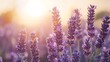 © Joachim - Lavender fields bloom under a golden sunset in a serene landscape