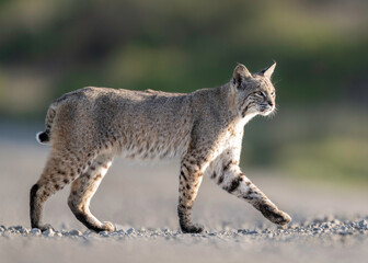 Wall Mural - Bobcat (Lynx rufus) or wildcat, Point Reyes National Seashore, California, North America