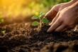 © Akunahs - Close-Up of a Farmer's Hands Planting a Seedling in Soil at Sunset, with Copy Space for Text, Ideal for Agricultural and Environmental Stock Photography