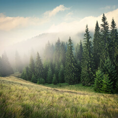 Wall Mural - Misty Forest Landscape – Tranquil Evergreen Trees in Morning Fog Generated Image