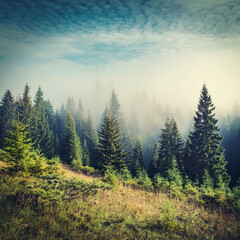 Wall Mural - Misty Forest Landscape – Tranquil Evergreen Trees in Morning Fog Generated Image