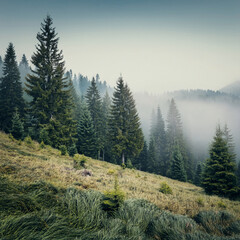 Wall Mural - Misty Forest Landscape – Tranquil Evergreen Trees in Morning Fog Generated Image