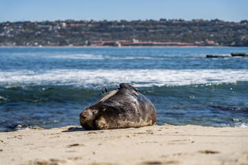 the california sea lion (zalophus californianus) is a coastal eared seal native to western north ame