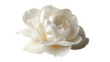 Delicate white gardenia blooming with grace on transparent background