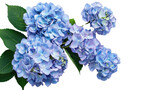 Light blue hydrangea flowers with green leaves on transparent background