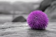 © Pech - Black and white photography with selective color on the purple sea urchin.