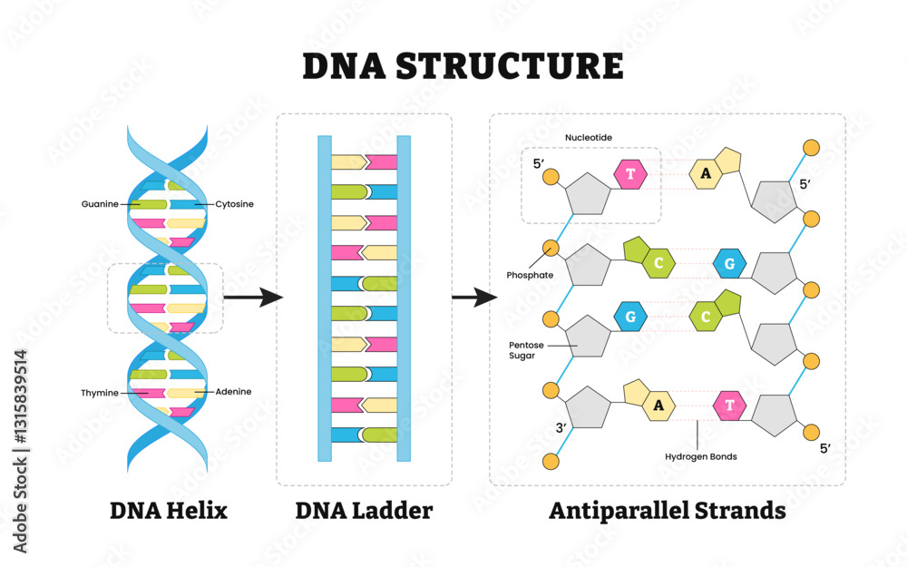 Antiparallel Stock-Vektorgrafik „Structure of DNA structure anatomy, detailed ...