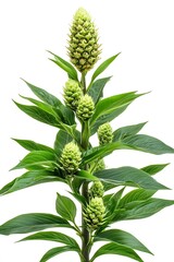 Poster - Stunning Green Pineapple Plant with Flower Buds Captured Against a Clean White Backdrop : Generative AI