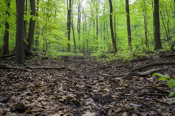 Poster - Pathway Through a Lush Forest with Abundant Greenery and Leaf-Littered Ground View : Generative AI