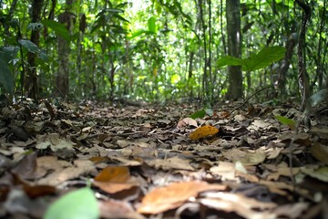 Poster - Picturesque forest path covered with leaves inviting adventurers to explore nature : Generative AI