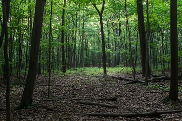 Poster - Lush forest landscape showcasing vibrant greenery and fallen leaves on the woodland floor : Generative AI