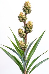 Poster - Beautiful Green Pineapple Plant with Ripening Fruits Set Against a Clean White Background : Generative AI
